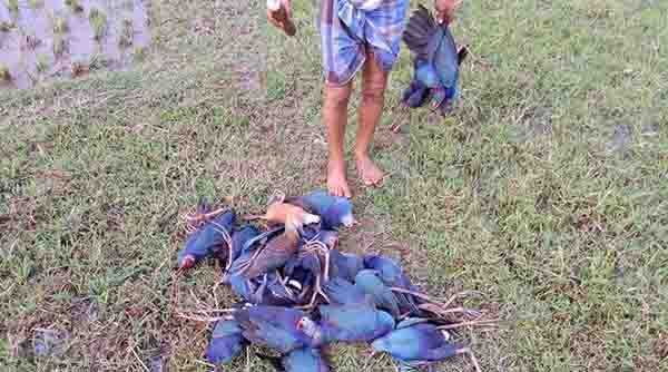 Over 100 migratory birds