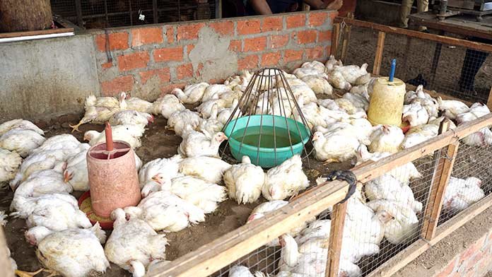 Consumers-buy-chickens