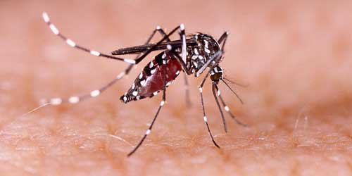 dengue