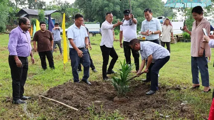 Mega oil palm plantation