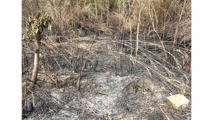 Wokha wildfire contained, missing