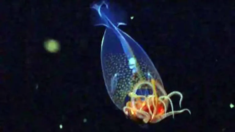 Colossal squid filmed in ocean for the first time