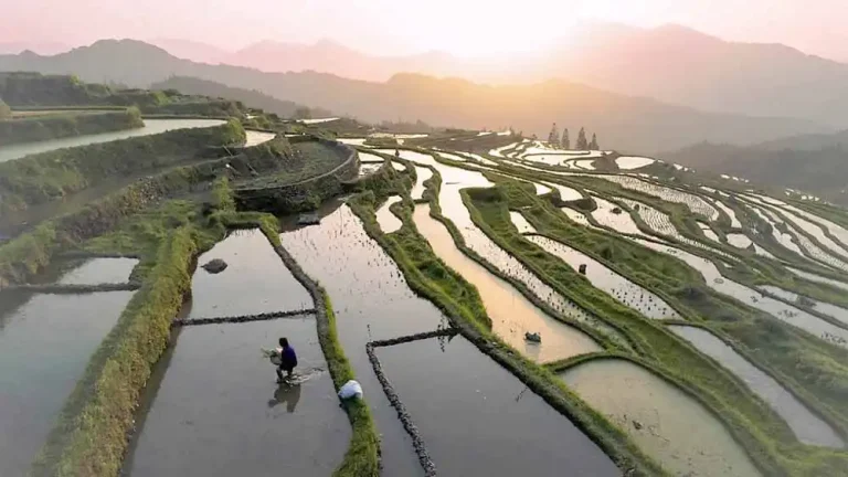 How climate change could affect arsenic in rice