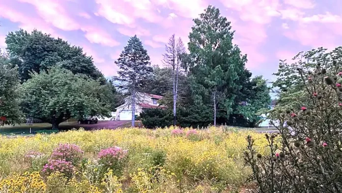 Meadowscaping
