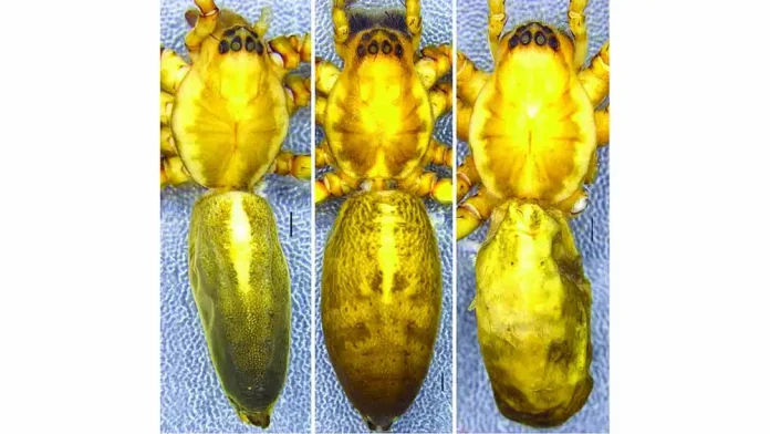 ZSI scientists discover new