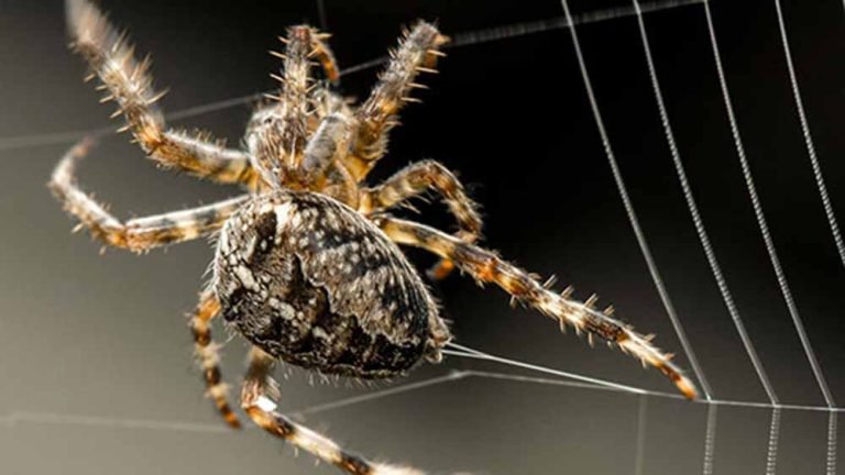 About spider webs that you didn’t know